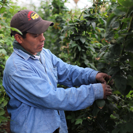 fair-trade-certified-rose-farm fair-trade-certified-rose-farm