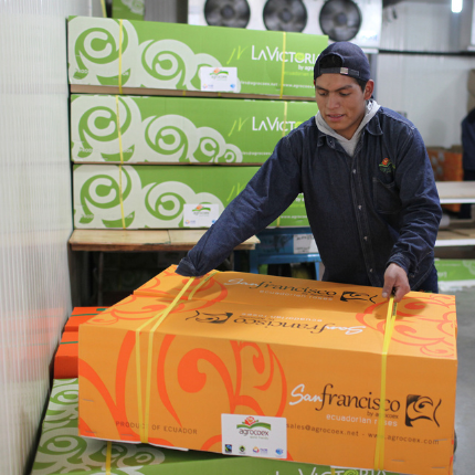 floral-worker-with-box-of-agrogana-flowers