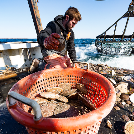 man-on-fishing-boat-gathering-scallops man-on-fishing-boat-gathering-scallops