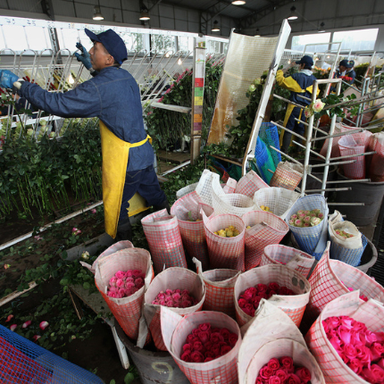 man-packaging-fair-trade-certified-roses-ecuador