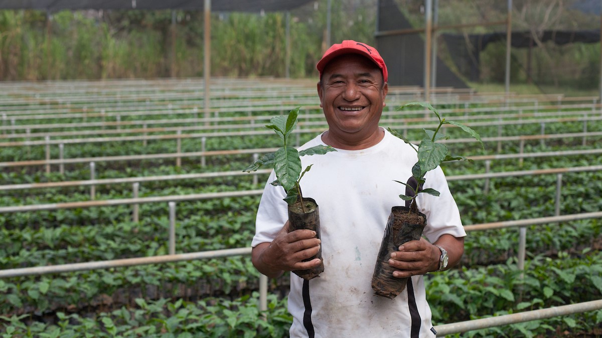CESMACH, Fair Trade Certified Coffee, Chiapas, Mexico