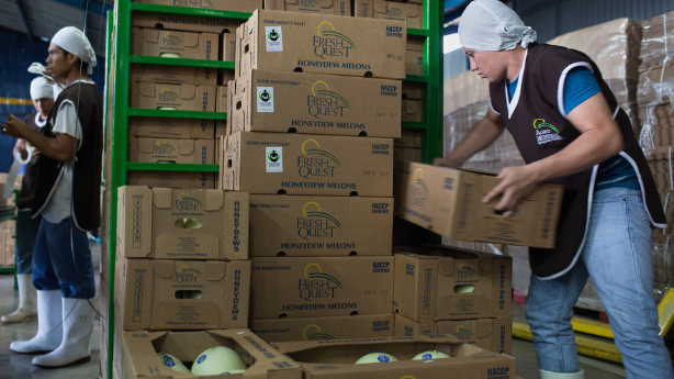 man-packing-boxes-of-melon man-packing-boxes-of-melon