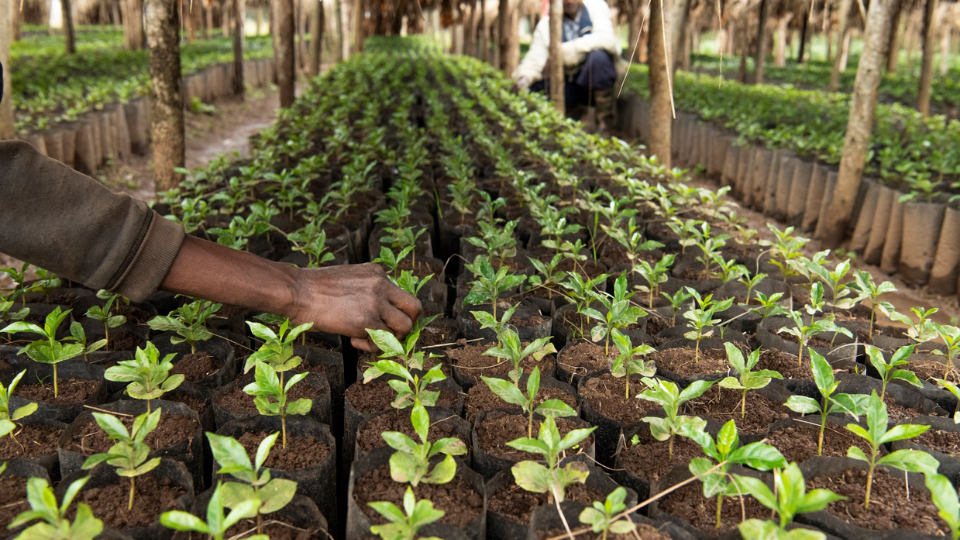A hand reaching out to checking on rows of coffee tree seedlings.