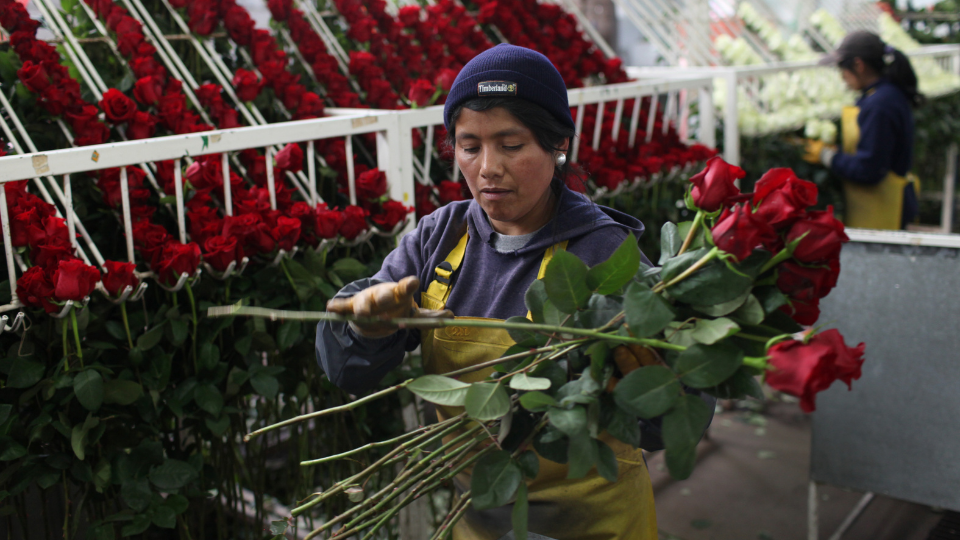 A floral worker selects and packs Fair Trade Certified roses at a floral farm in Ecuador.