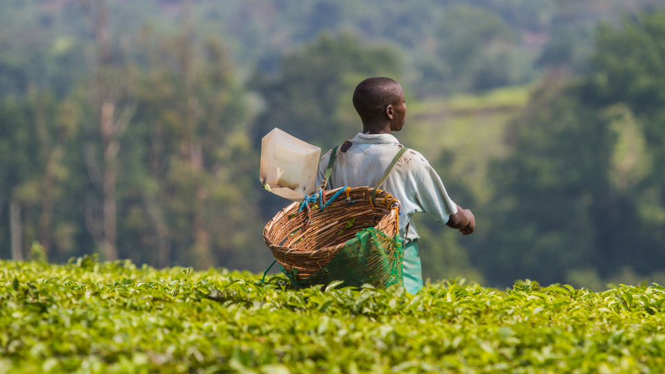 A worker at a Fair Trade Certified tea estate deposits harvested tea leaves & buds into a basket on his back.