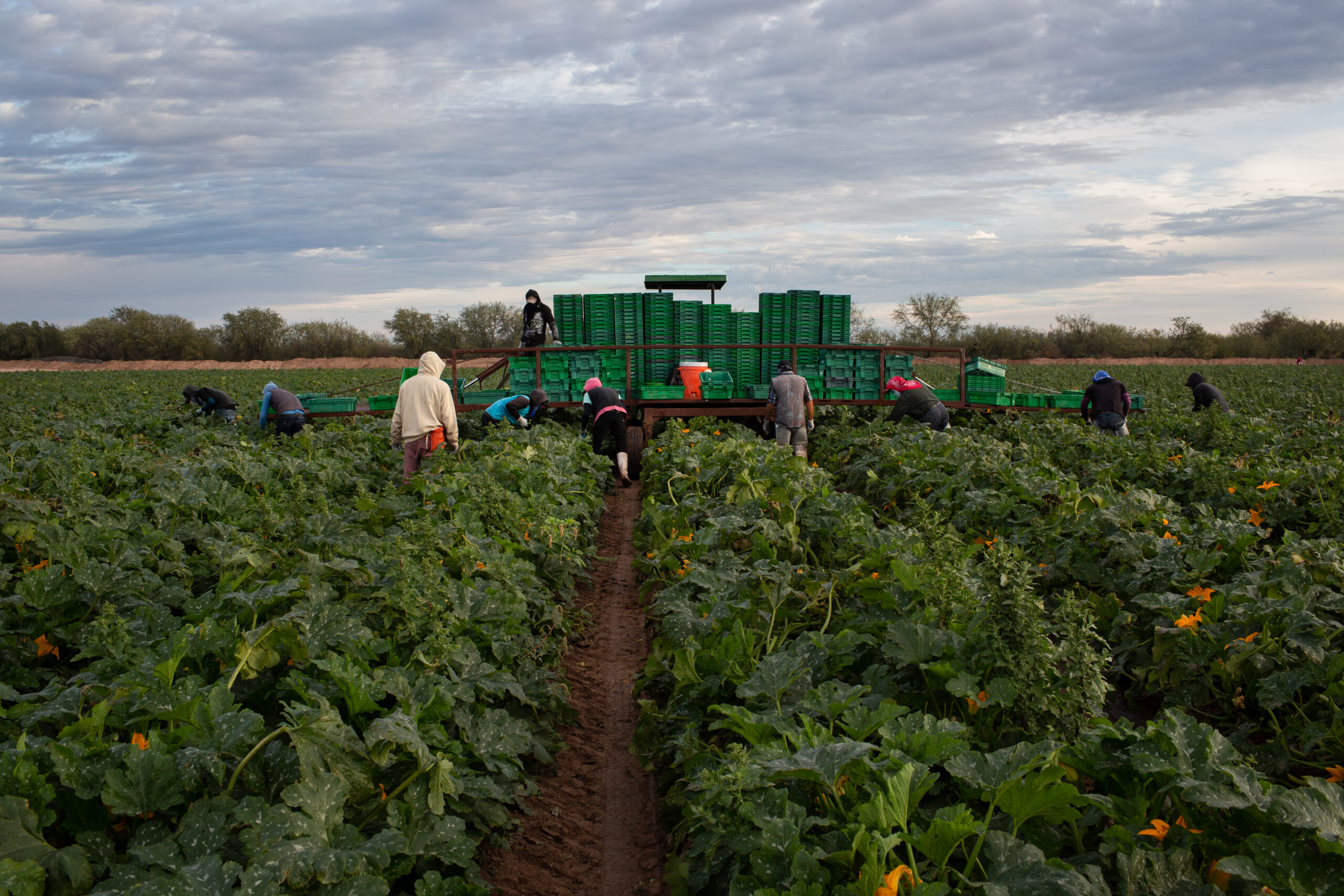 Workers in field picking squash