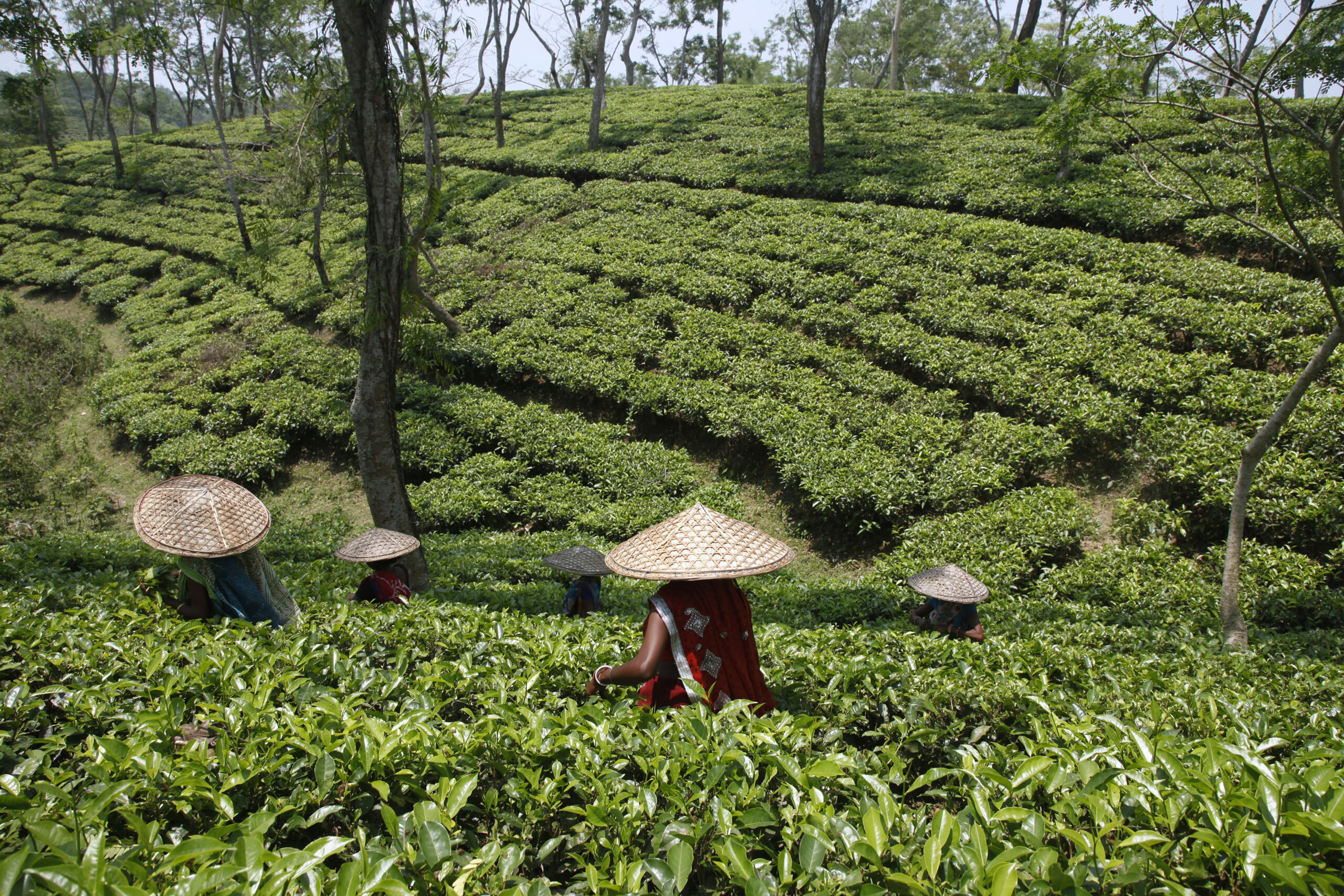 Los trabajadores del té arrancan hojas de té en Jalinga Tea Estate, un jardín de té con certificación de comercio justo en Jalinga en Assam, India.